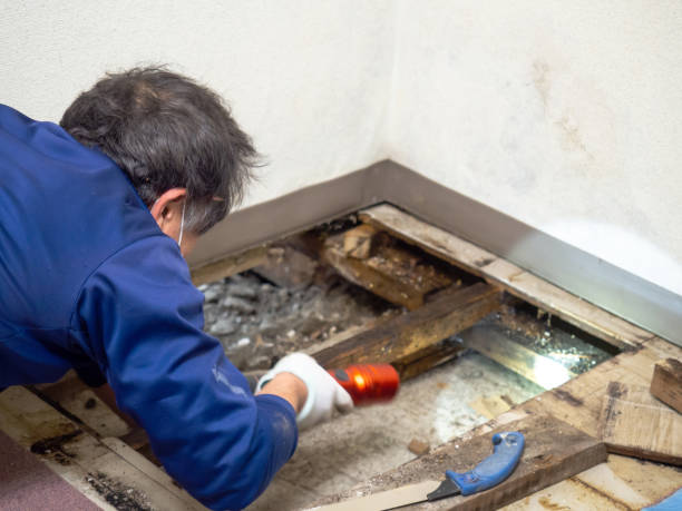 Best Toxic Mold Removal  in White Island Shores, MA