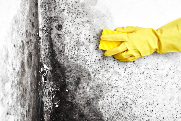 Best Mold Testing  in White Island Shores, MA