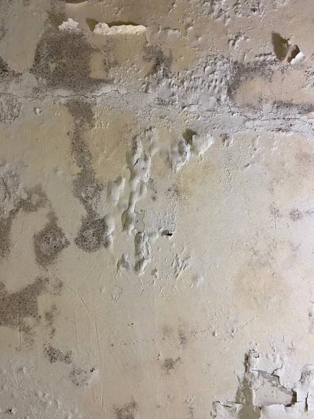 Home Mold Removal in White Island Shores, MA