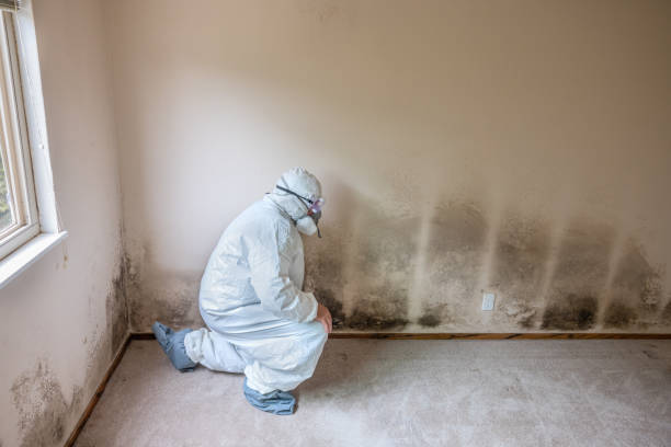Best Attic Mold Removal  in White Island Shores, MA