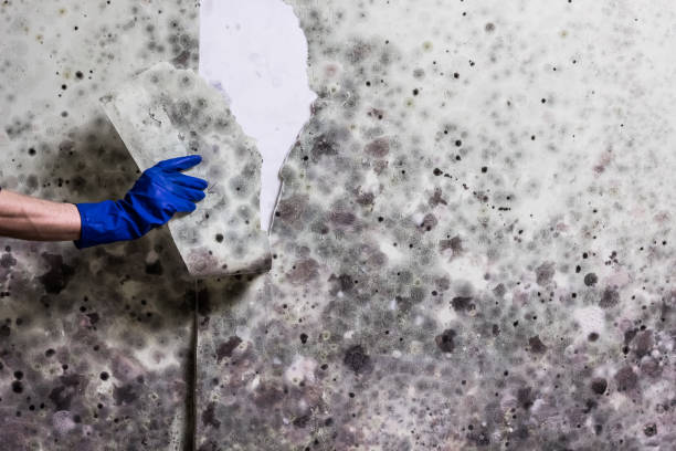 Best Emergency Mold Removal  in White Island Shores, MA